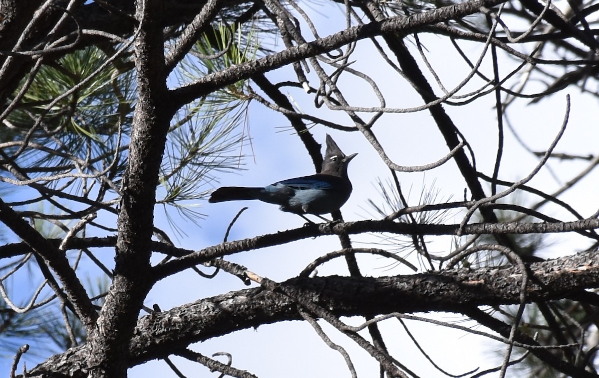 Steller's Jay (Southwest Interior) - ML249675631