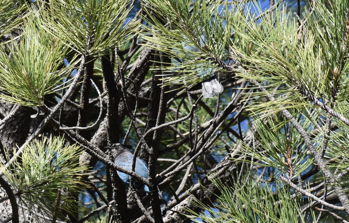 Steller's Jay (Southwest Interior) - ML249675651