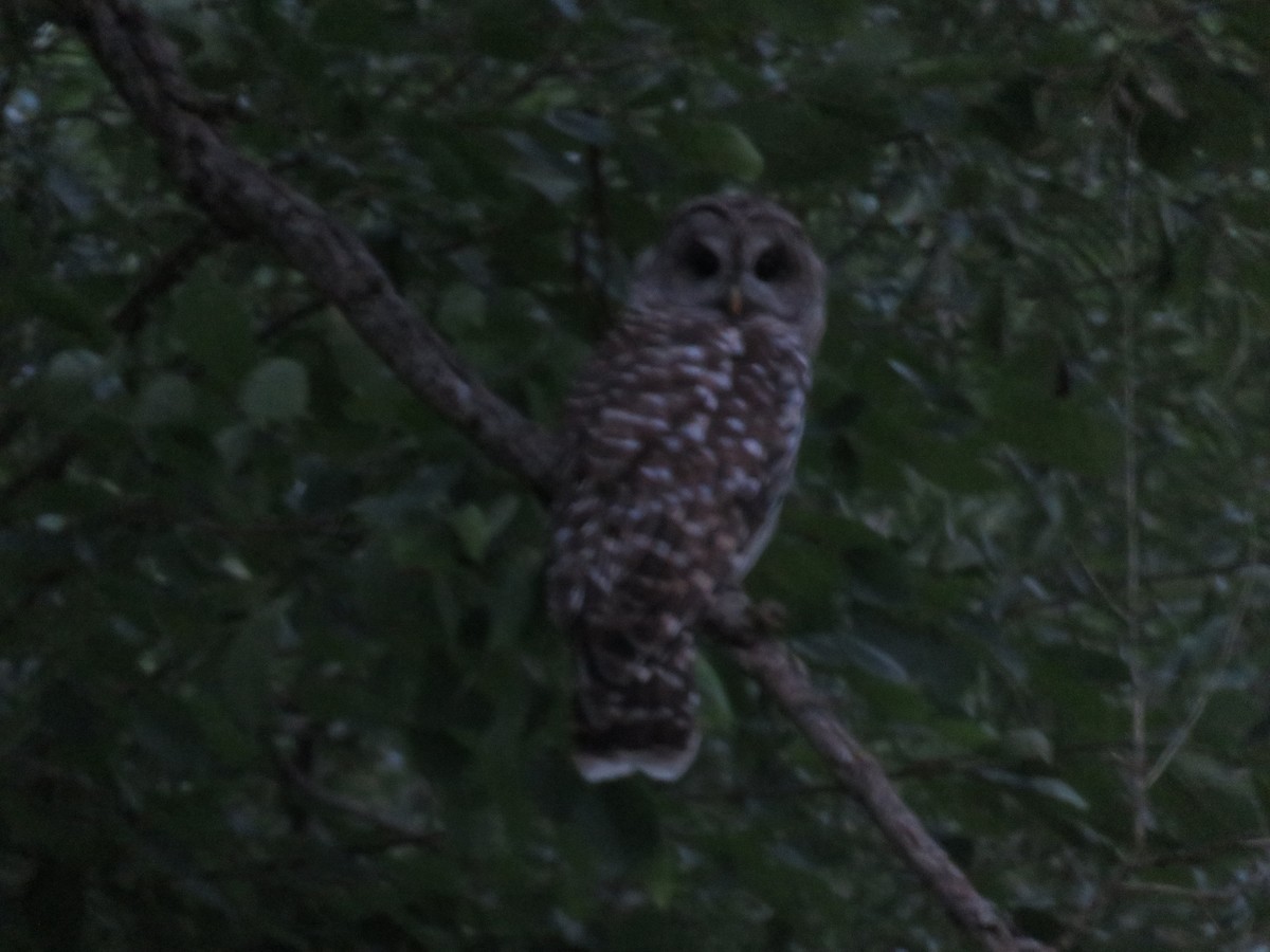 Barred Owl - ML249676251