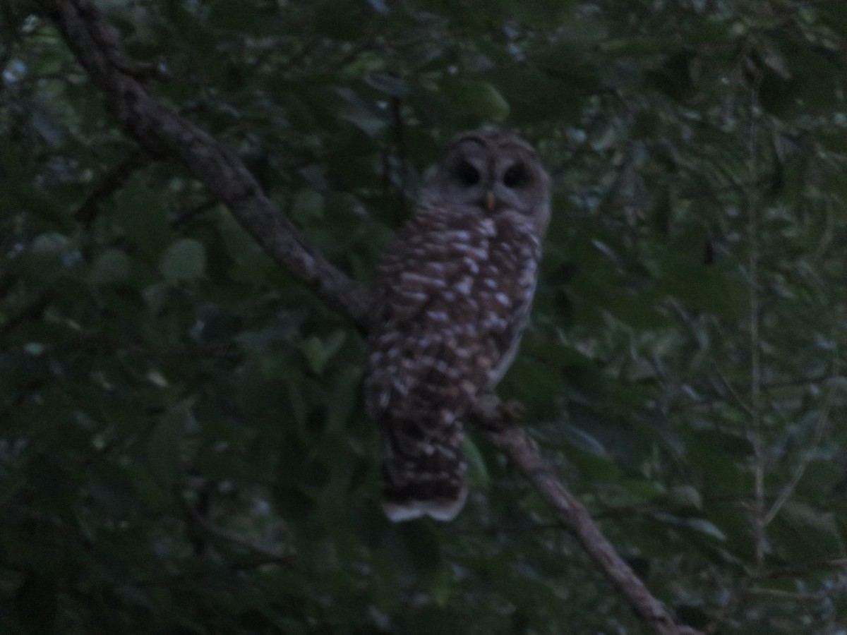 Barred Owl - Scott Shaum