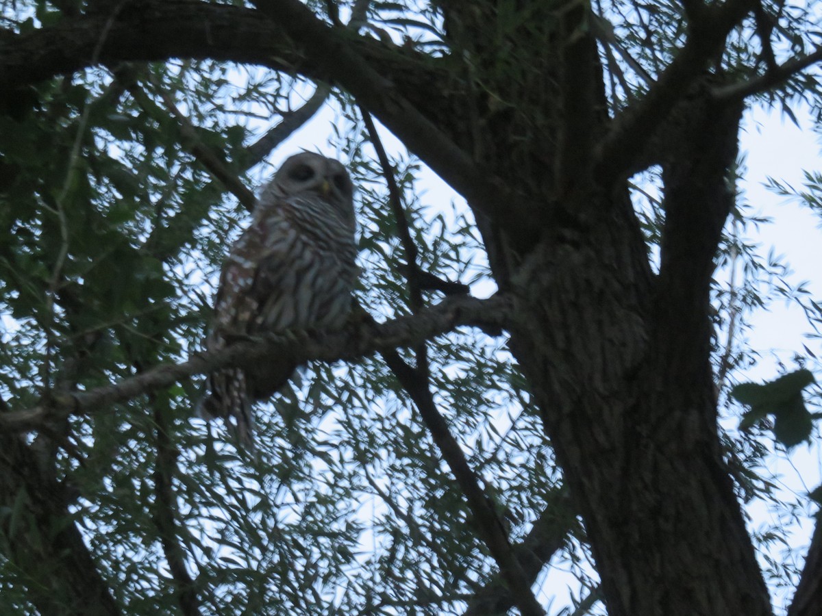 Barred Owl - ML249676311