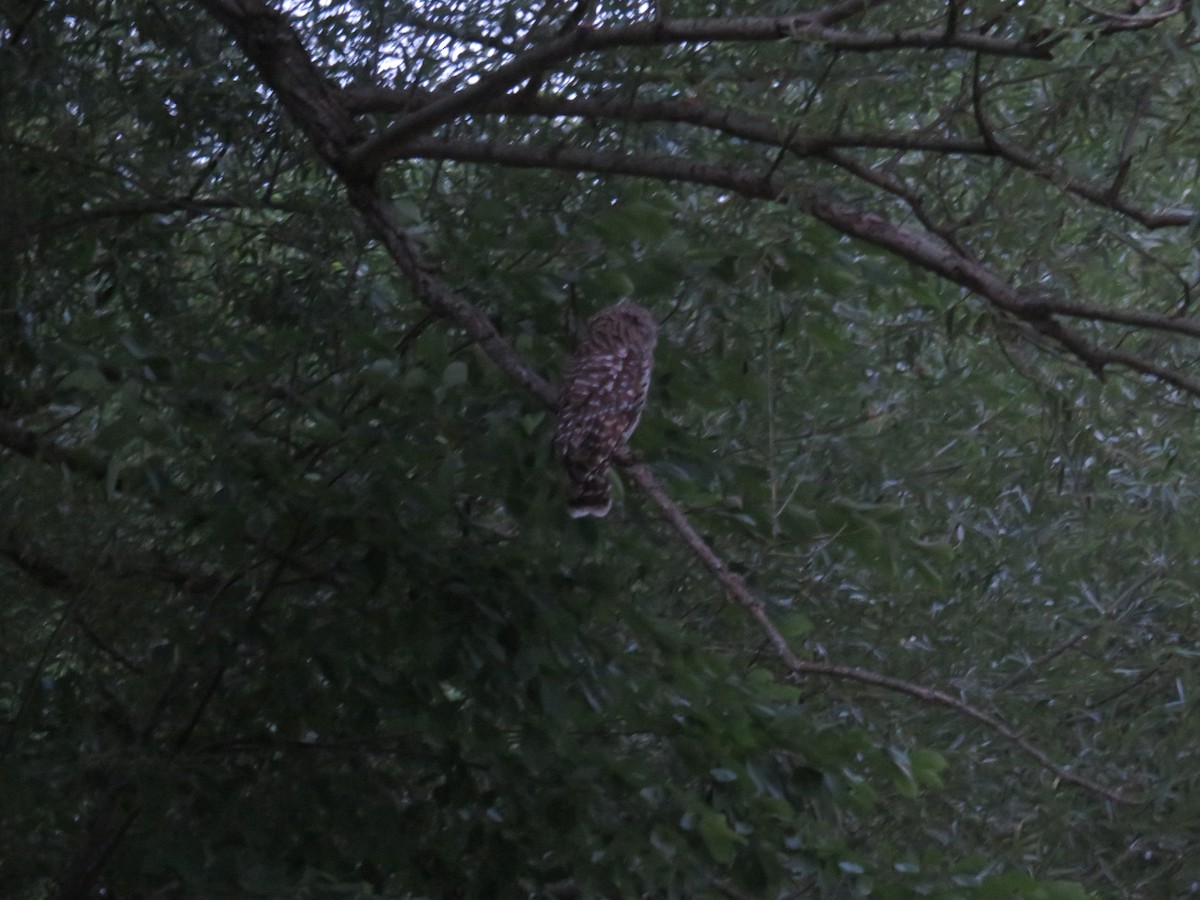 Barred Owl - ML249676331