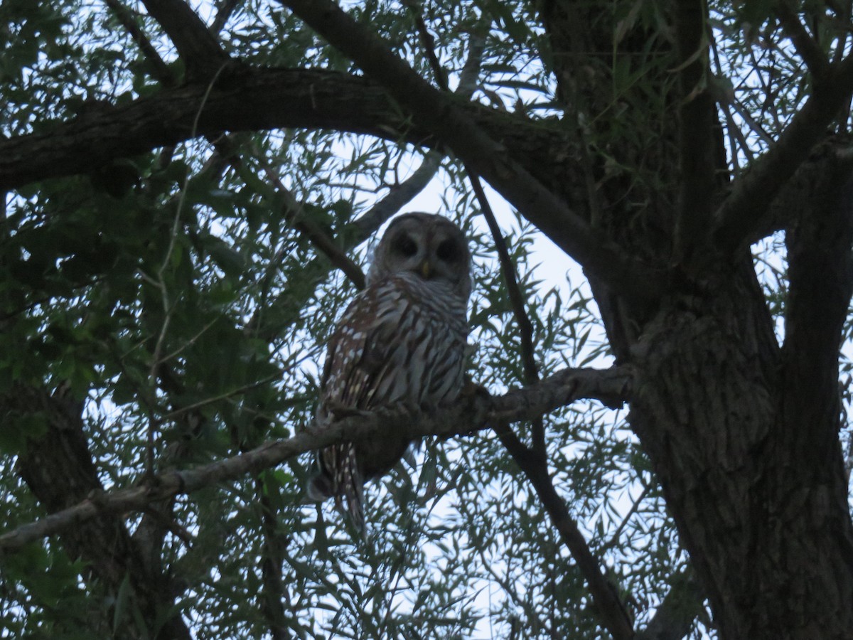 Barred Owl - ML249676351