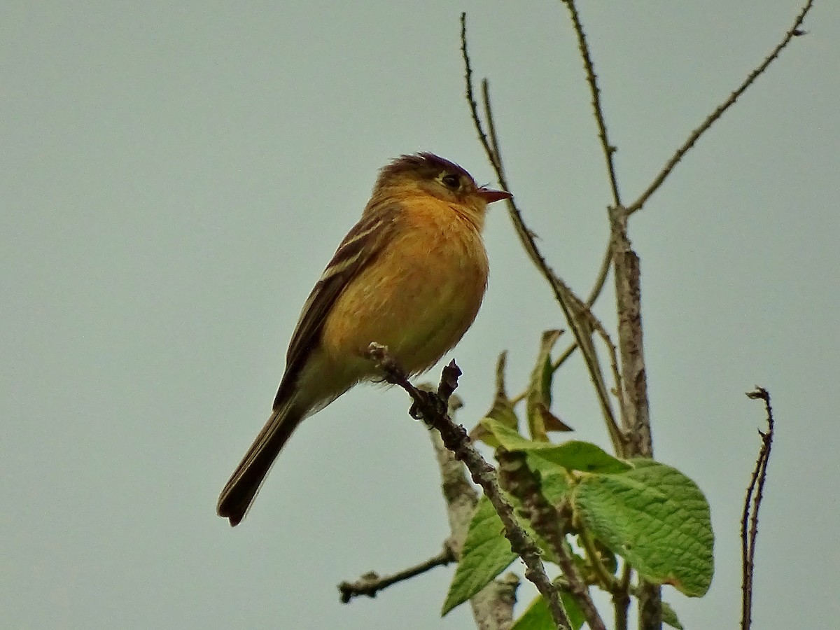 Buff-breasted Flycatcher - ML24967661