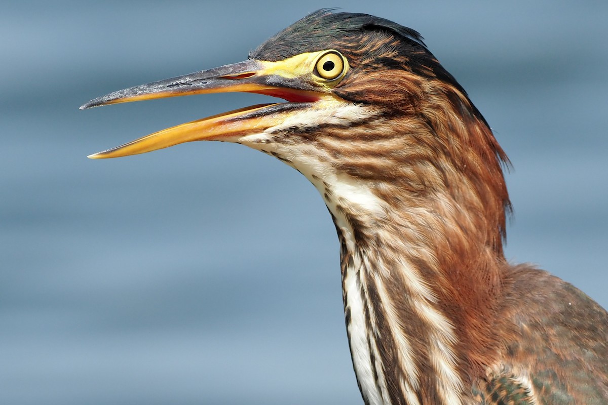 Green Heron - dean anderson