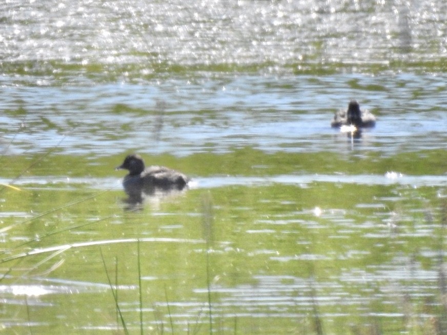 Bufflehead - ML249677801