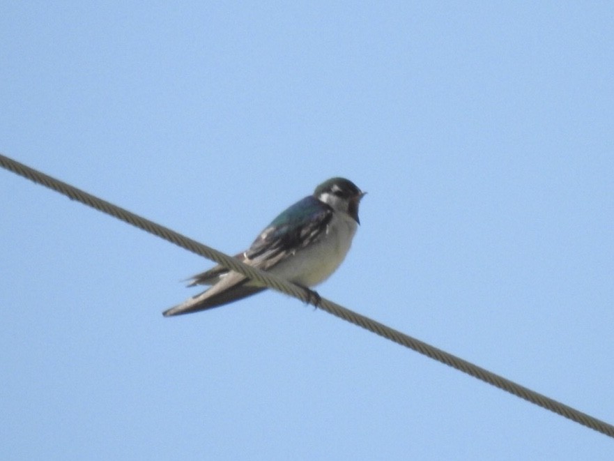 Violet-green Swallow - Kent Kleman
