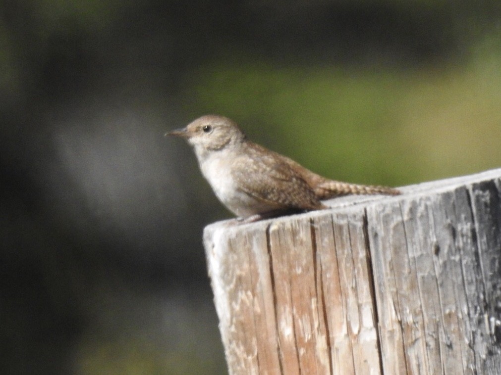 House Wren - ML249678111