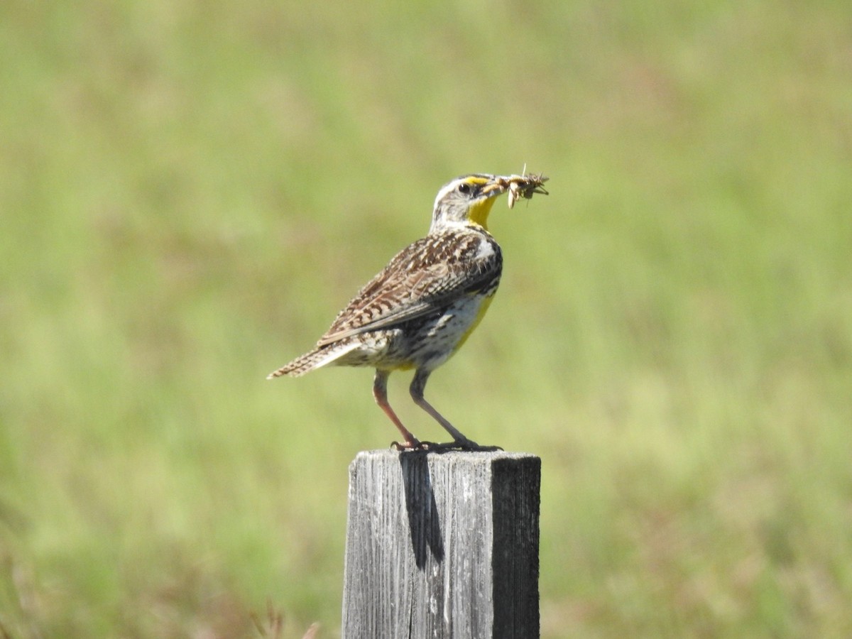 Western Meadowlark - ML249678231