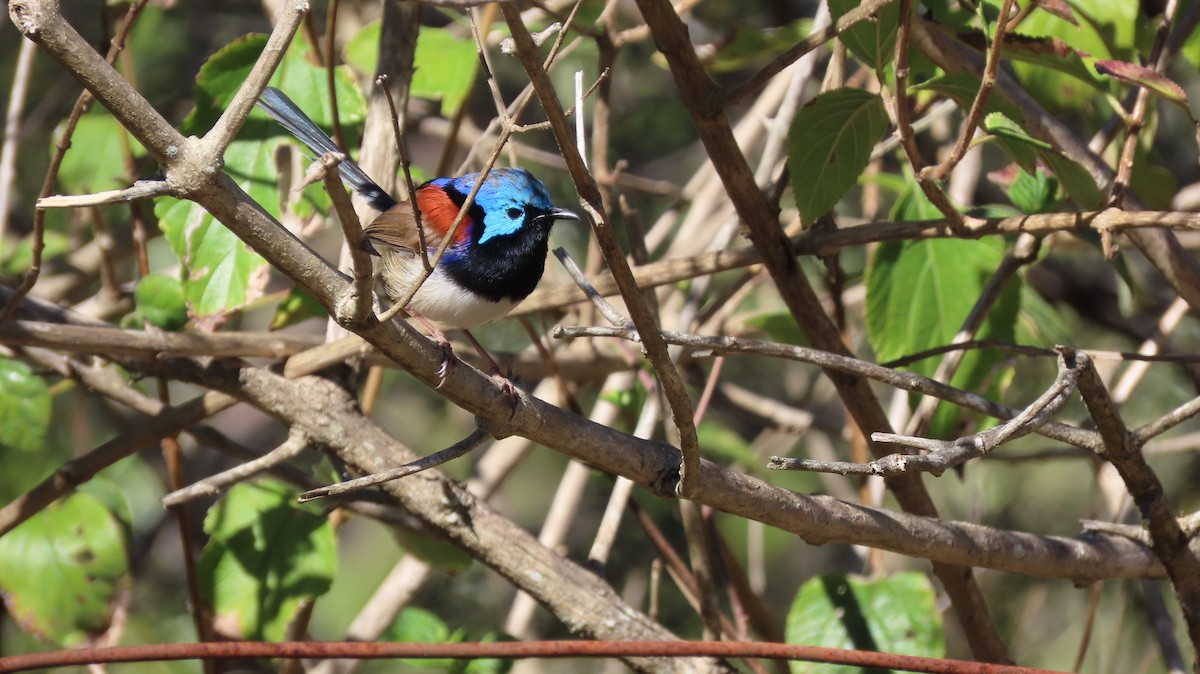 Variegated Fairywren - ML249678851