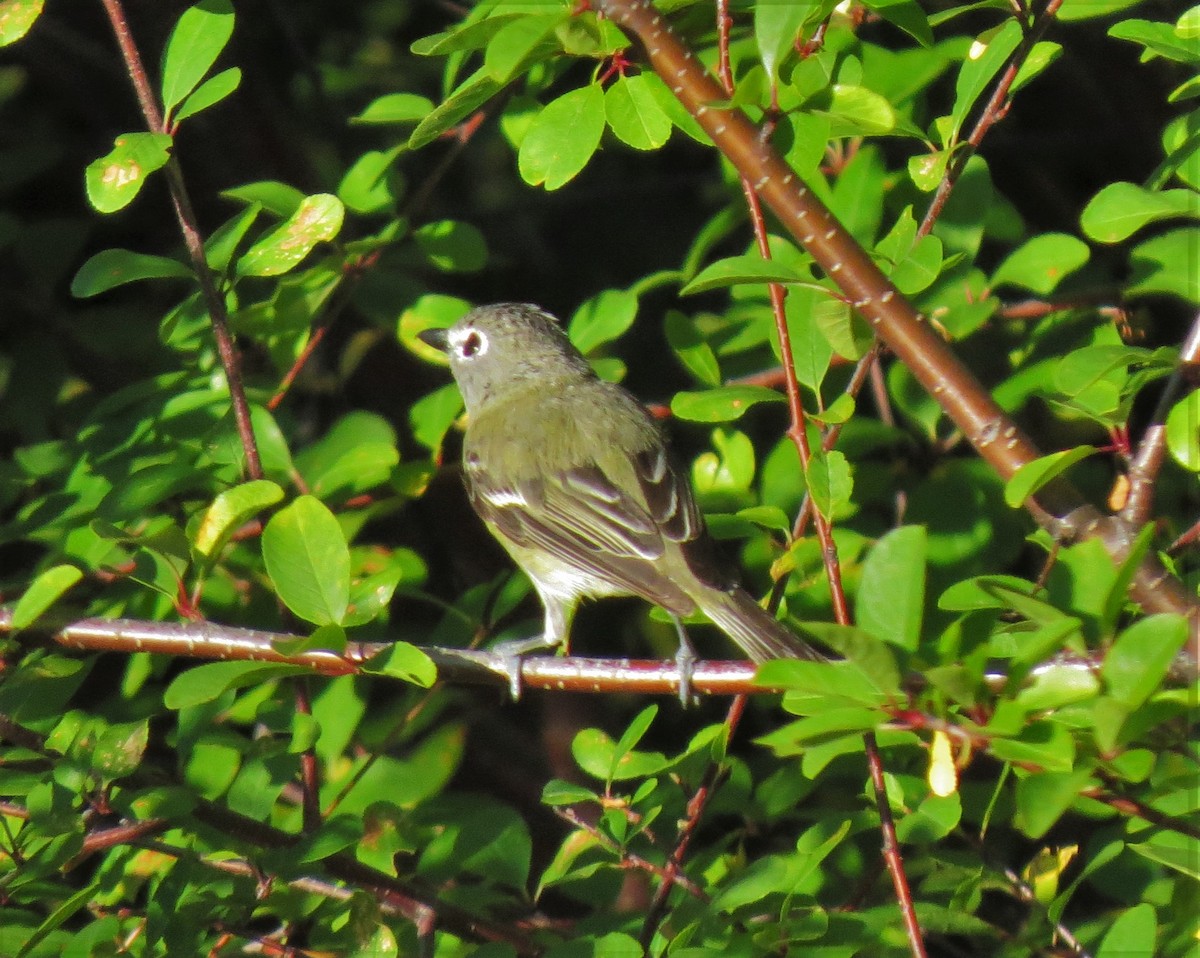 Cassin's Vireo - ML24967981