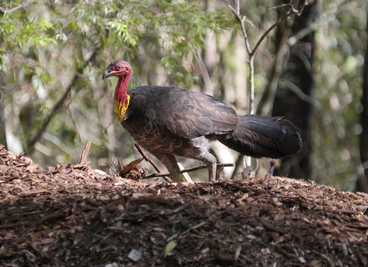 Australian Brushturkey - ML24968051