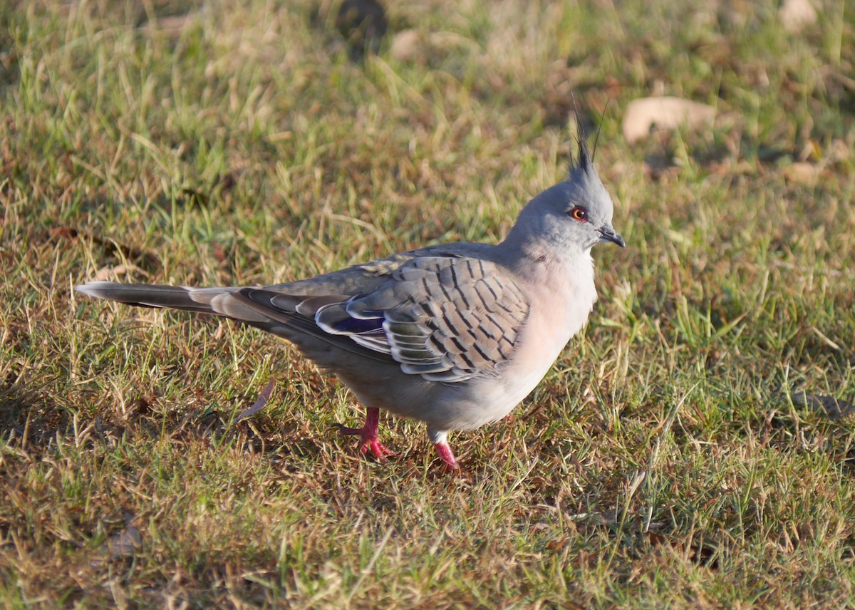 Crested Pigeon - ML24968081