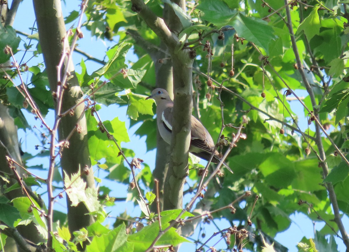 White-winged Dove - ML249680841