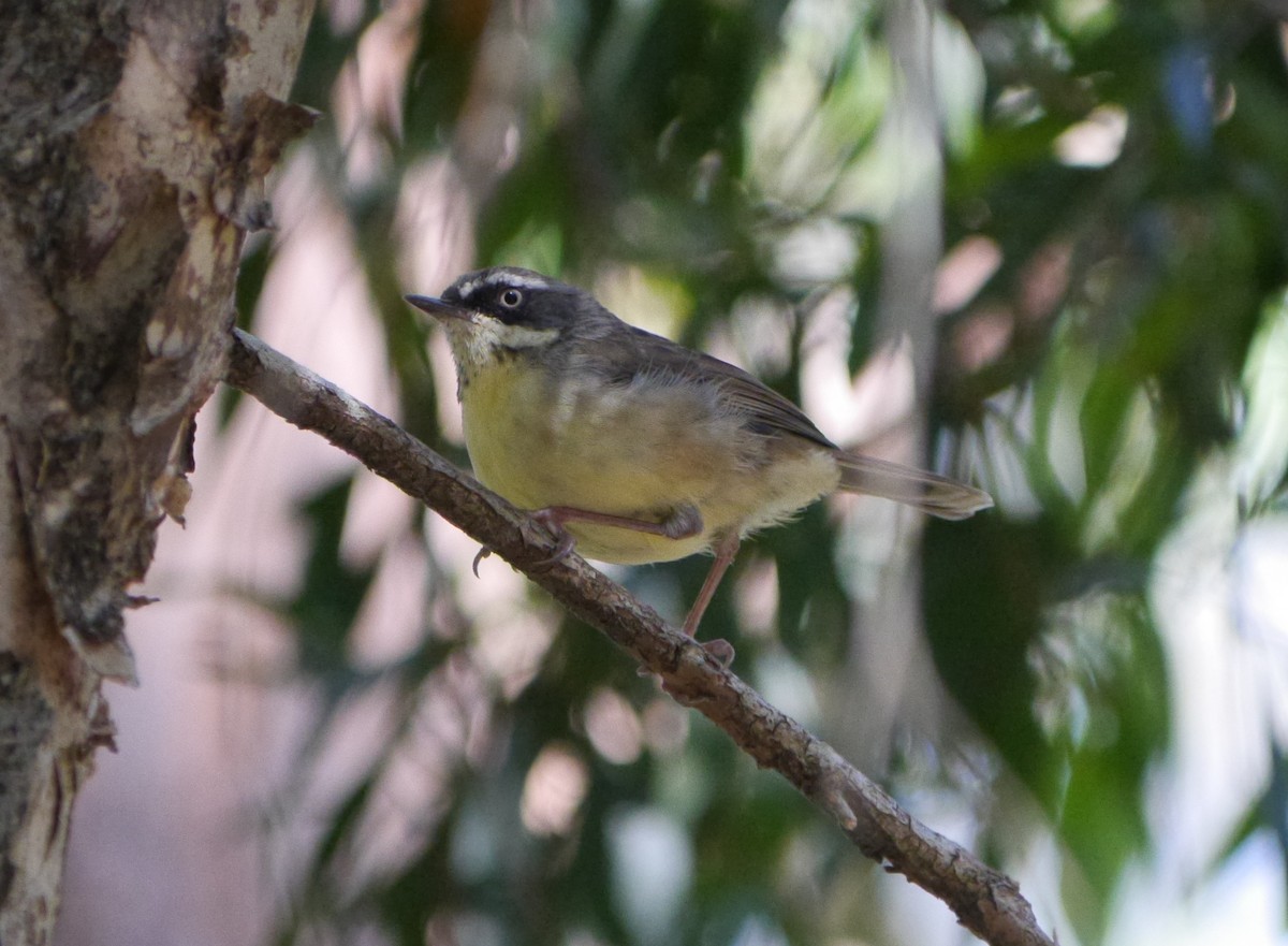 White-browed Scrubwren - ML24968141