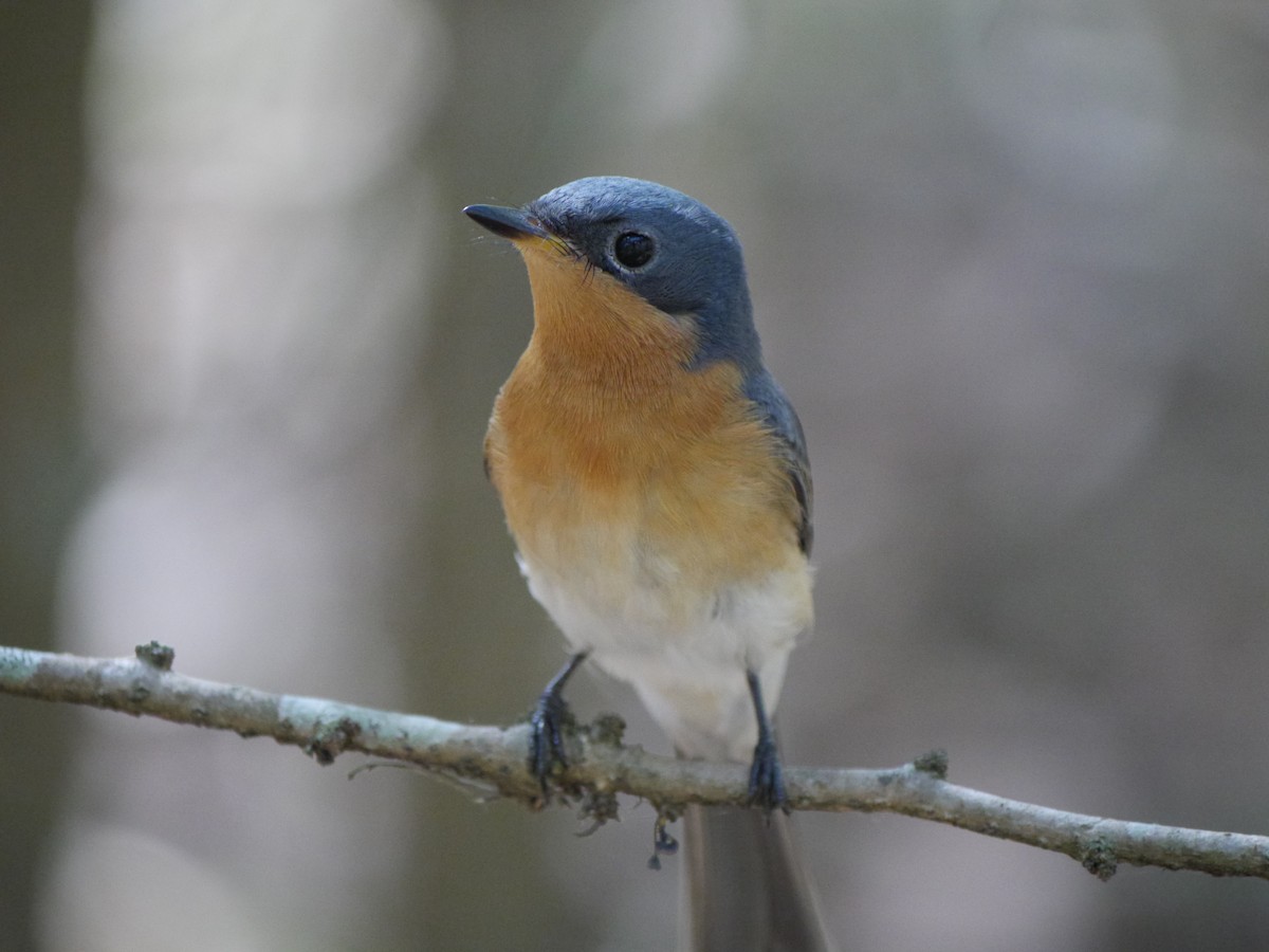 Leaden Flycatcher - ML24968181