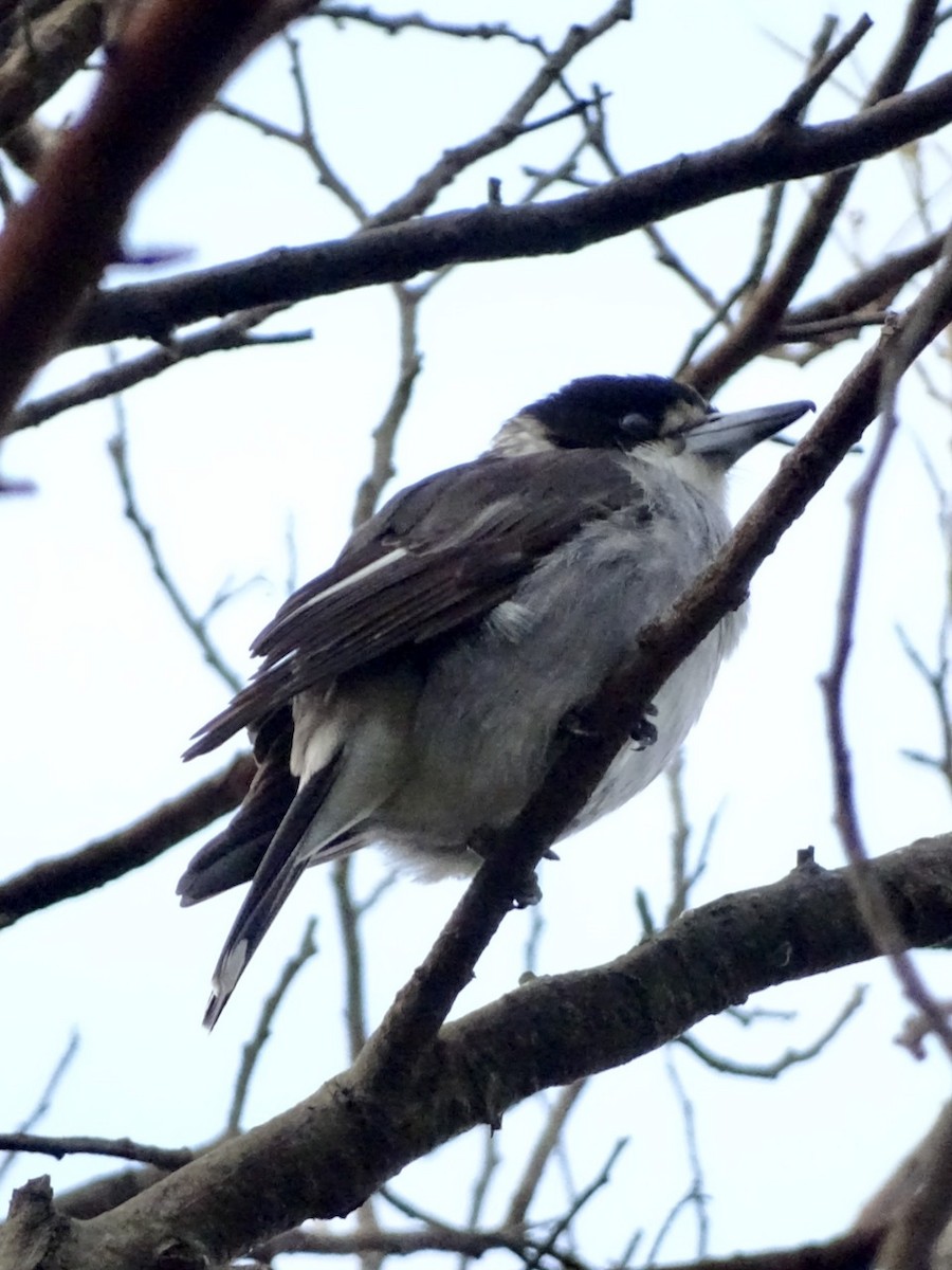 Gray Butcherbird - Neil Shelley