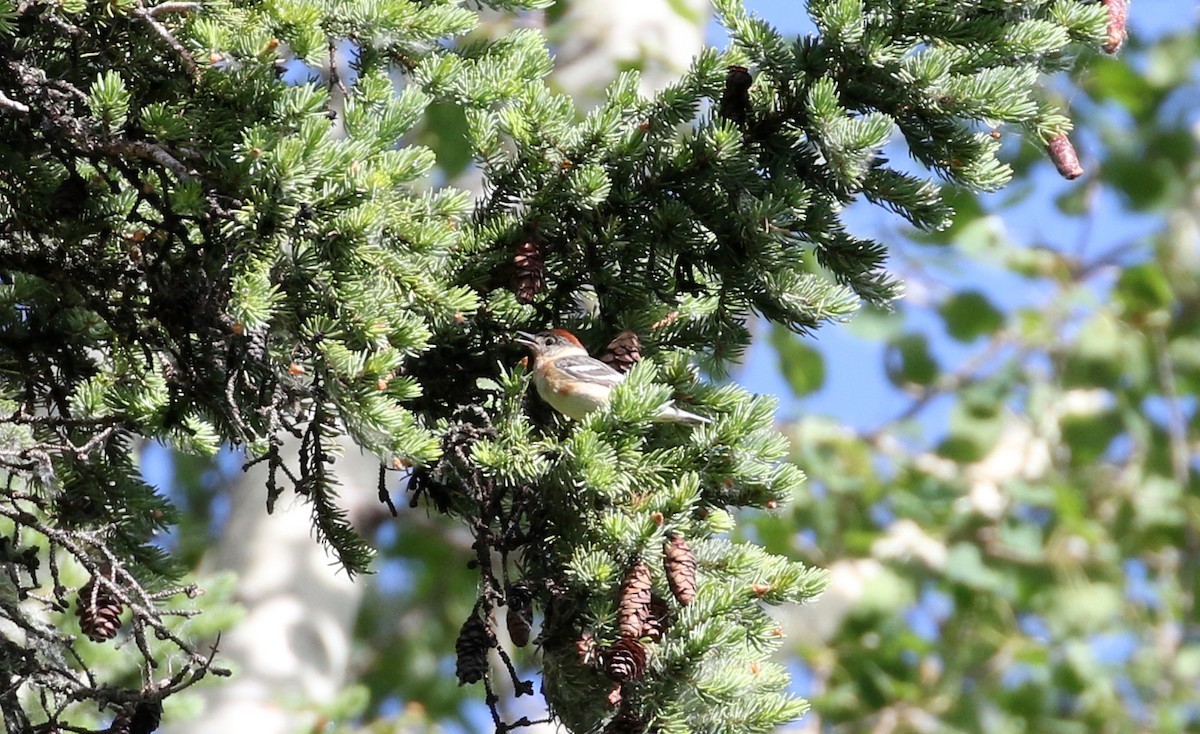 Bay-breasted Warbler - ML249687341