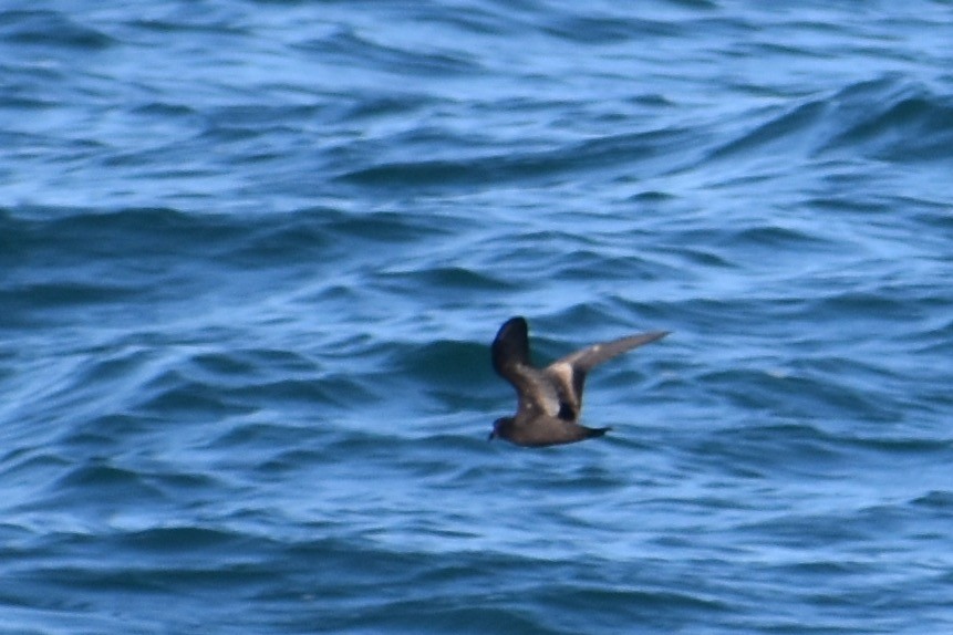 Black Storm-Petrel - ML249687651