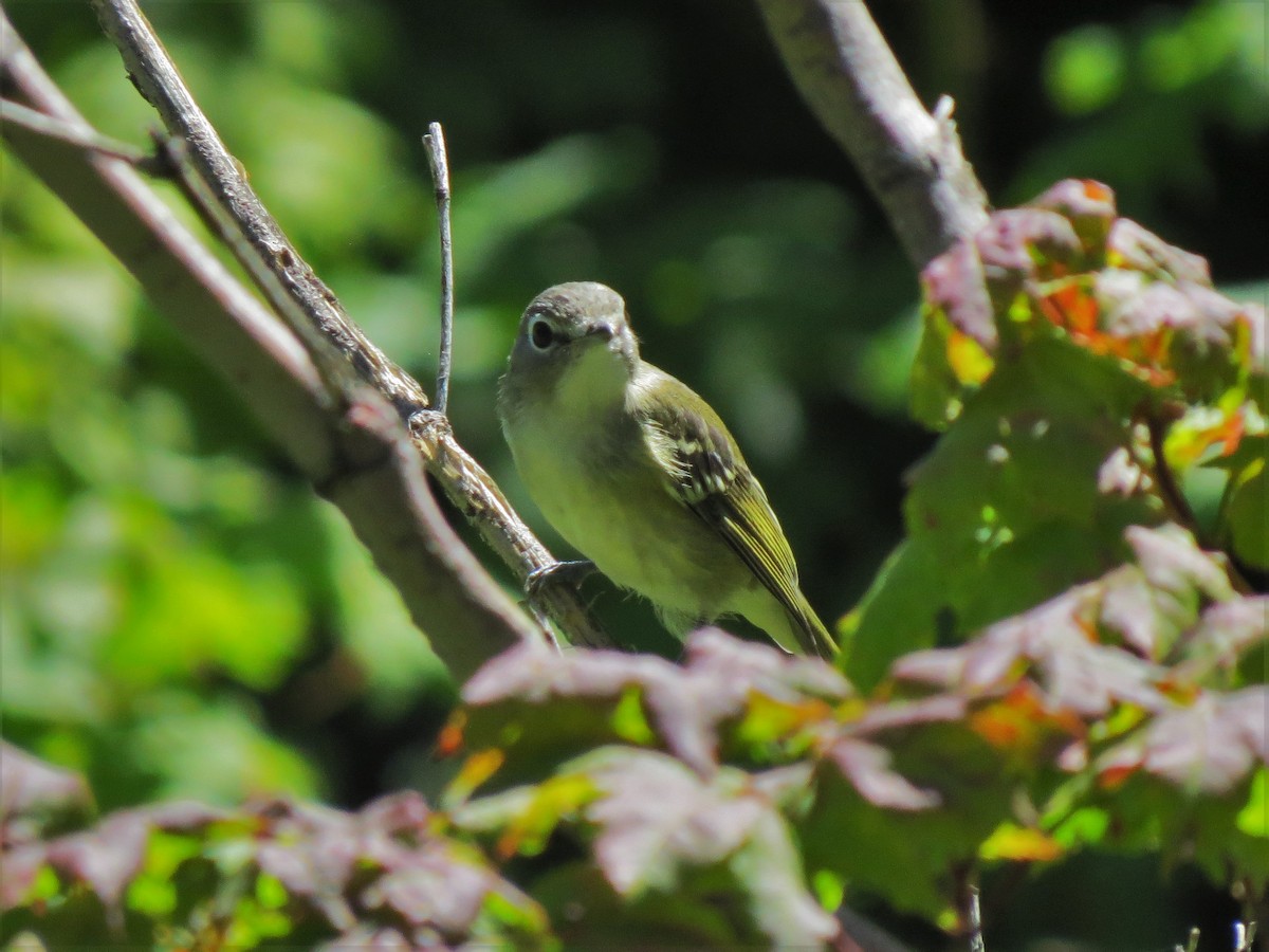 Cassin's Vireo - ML24968831