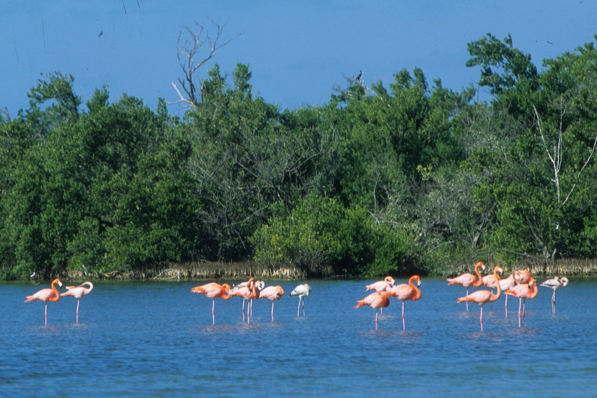 פלמינגו אמריקני - ML249688791