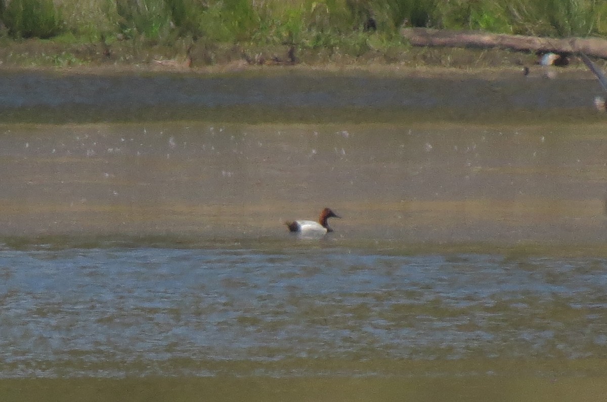 Canvasback - Matthew Hunter