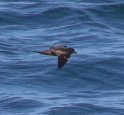 Black Storm-Petrel - Teresa Connell