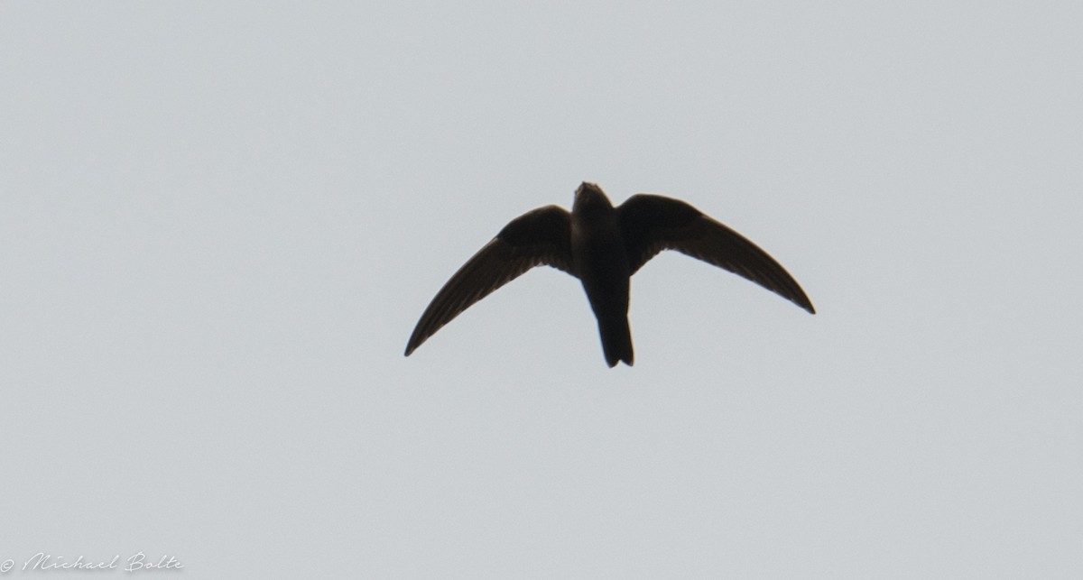 Black Swift - Michael Bolte