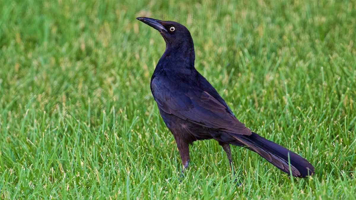 Great-tailed Grackle - Ed Harper