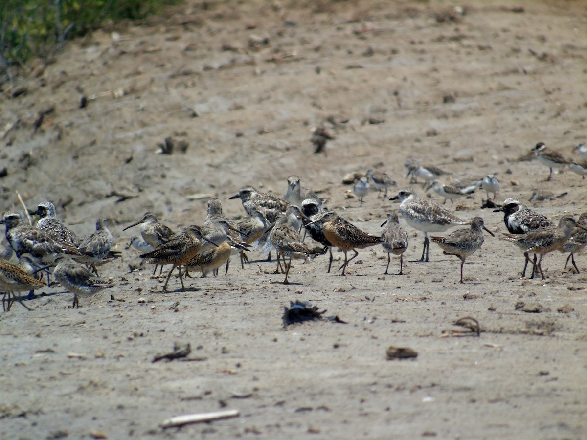 Short-billed Dowitcher - ML249690601