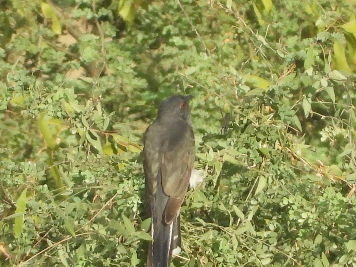 Gray-bellied Cuckoo - ML249691791