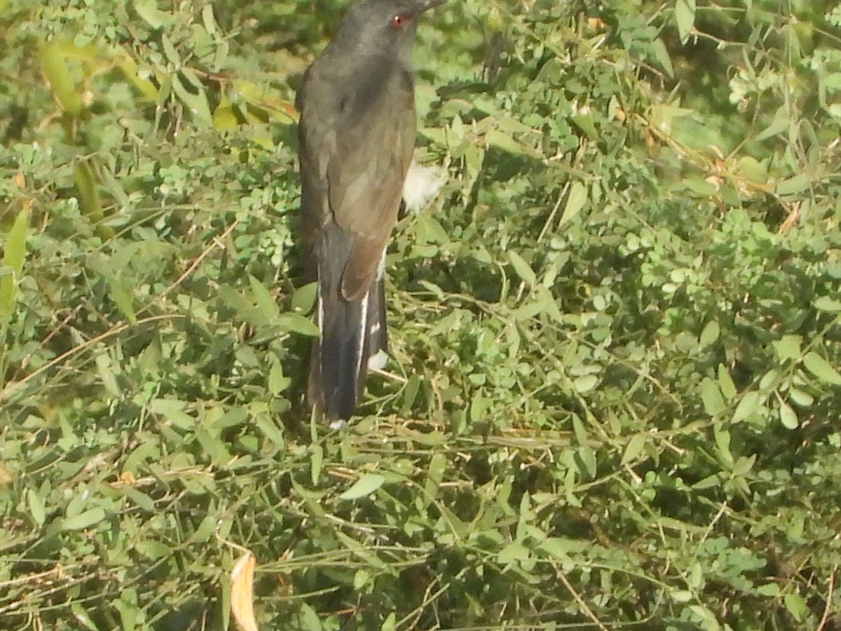 Gray-bellied Cuckoo - ML249691801
