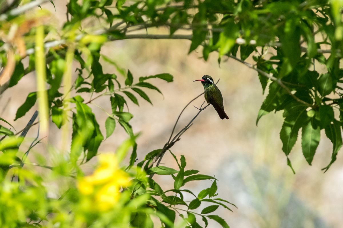 Xantus's Hummingbird - ML249692891