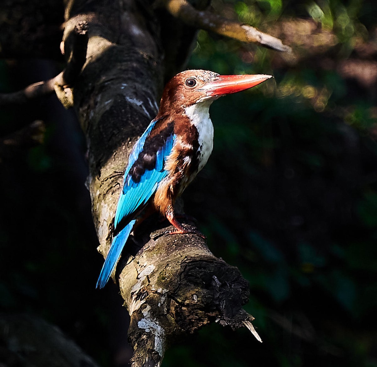 White-throated Kingfisher - ML249693951