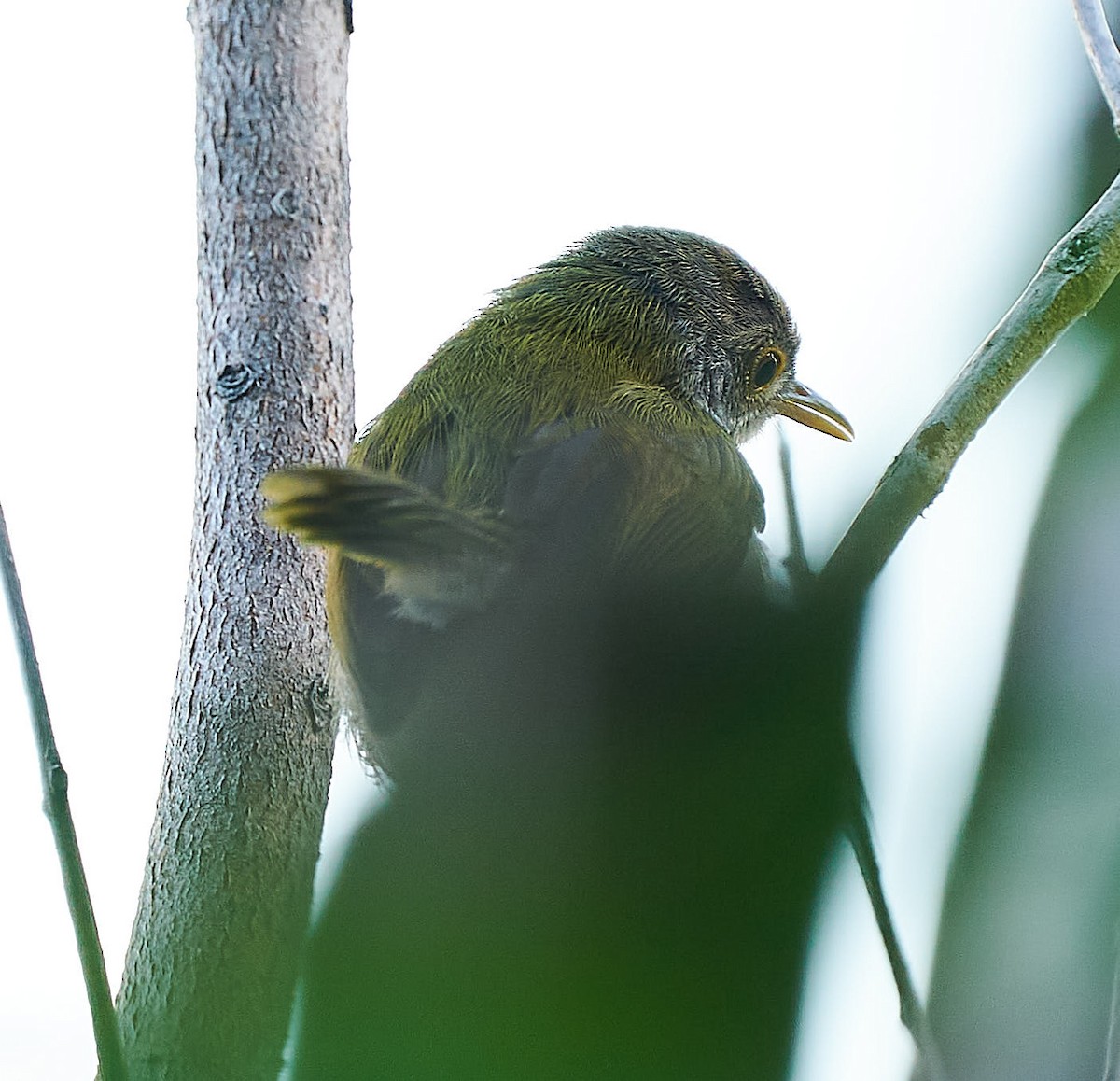 Common Tailorbird - ML249693991