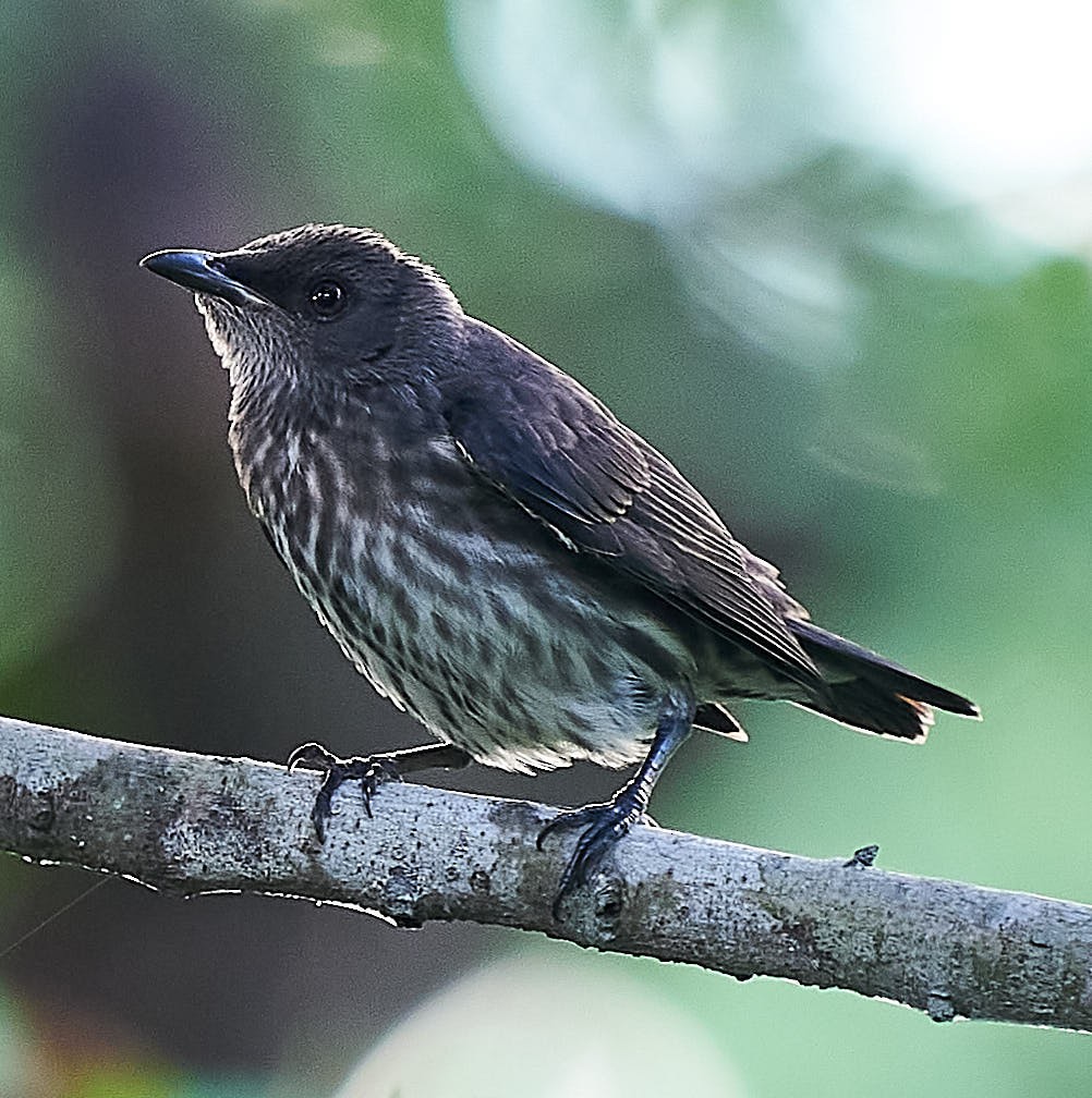 Asian Glossy Starling - ML249694031