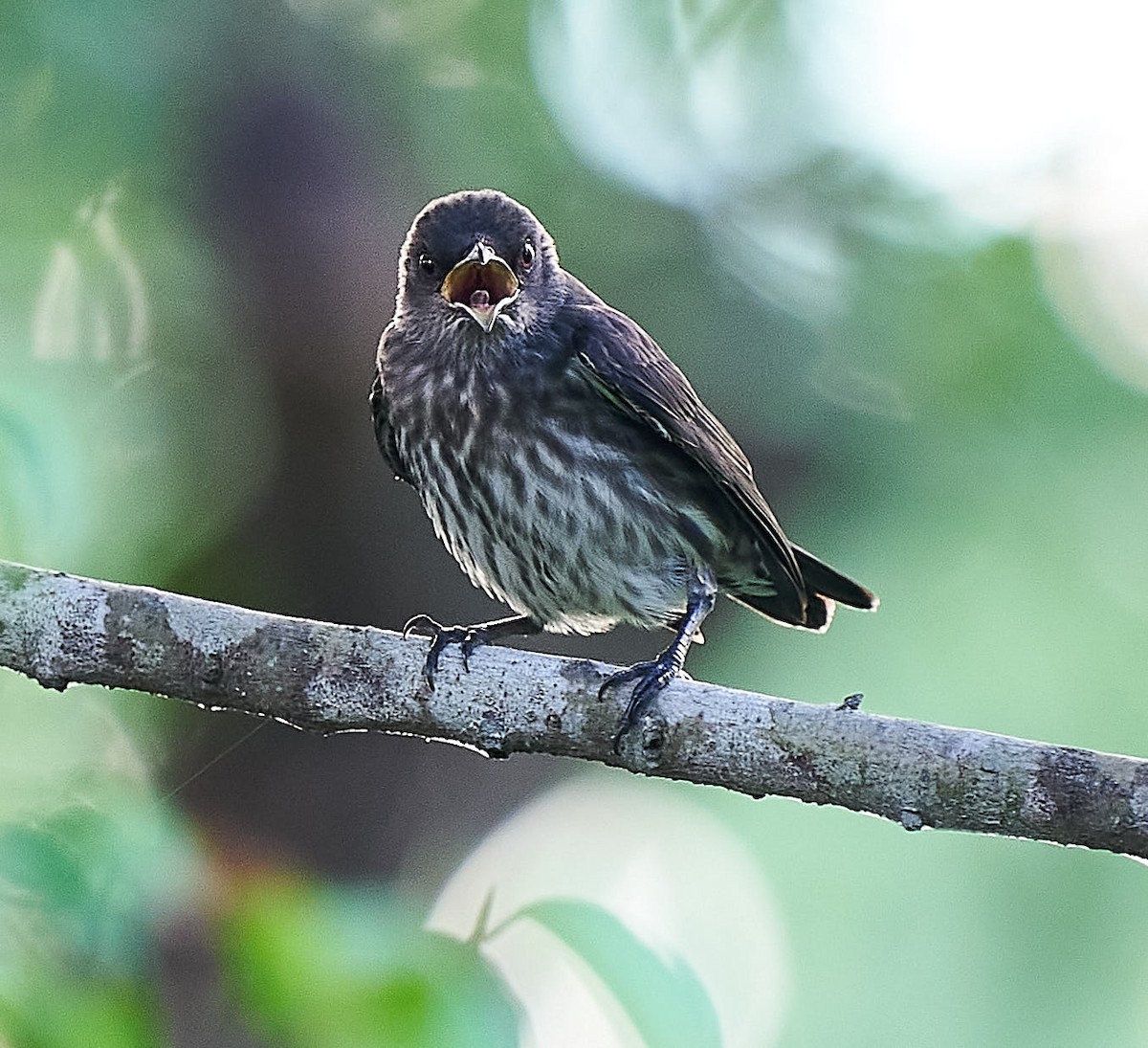 Asian Glossy Starling - ML249694041