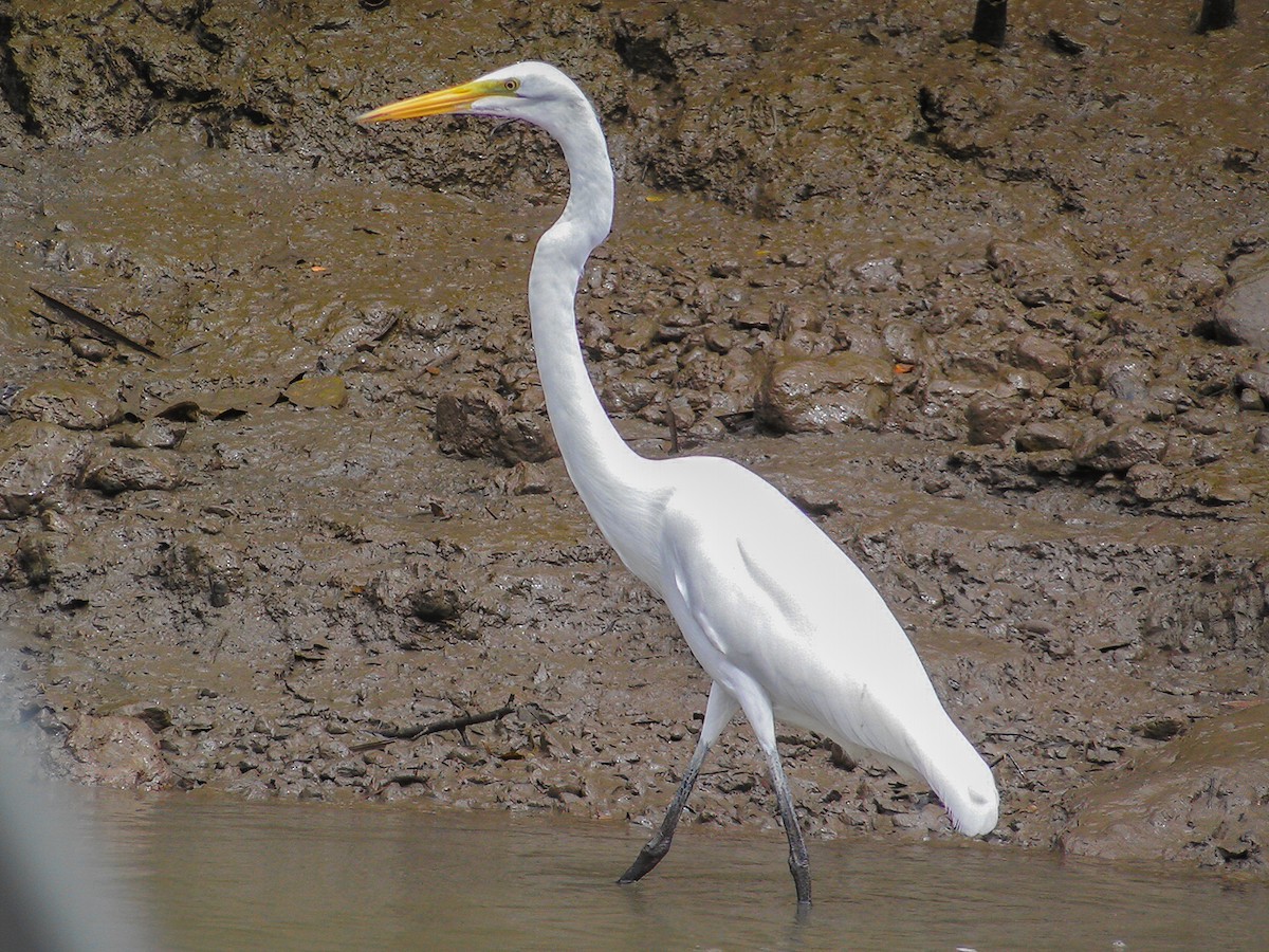 Great Egret - ML249694201