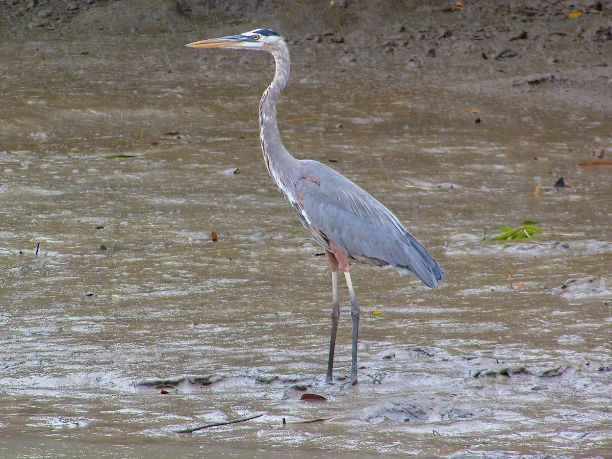 Tricolored Heron - ML249694241