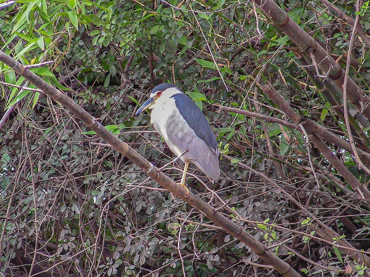 Black-crowned Night Heron - ML249694251