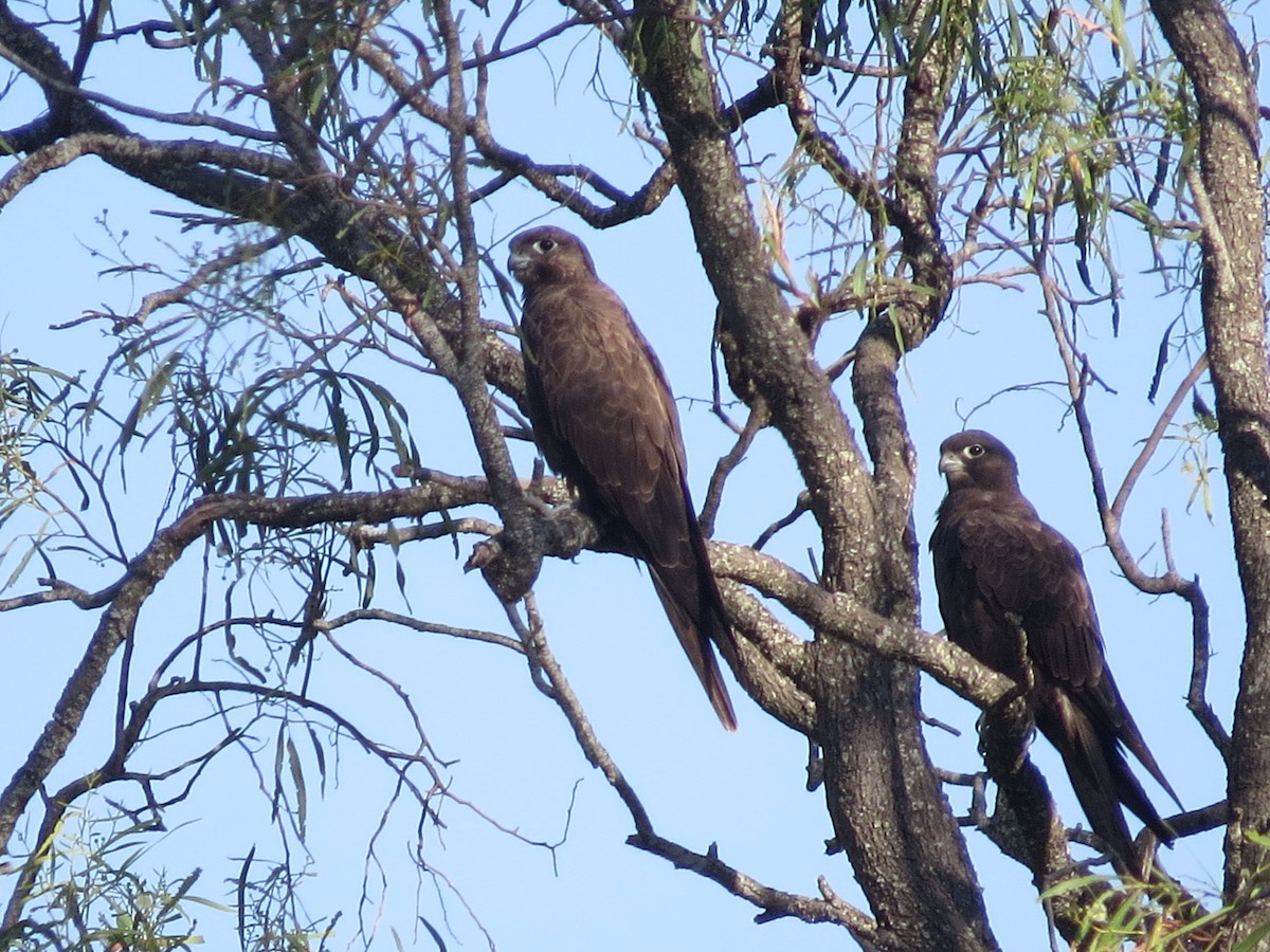 Black Falcon - Michael Daley