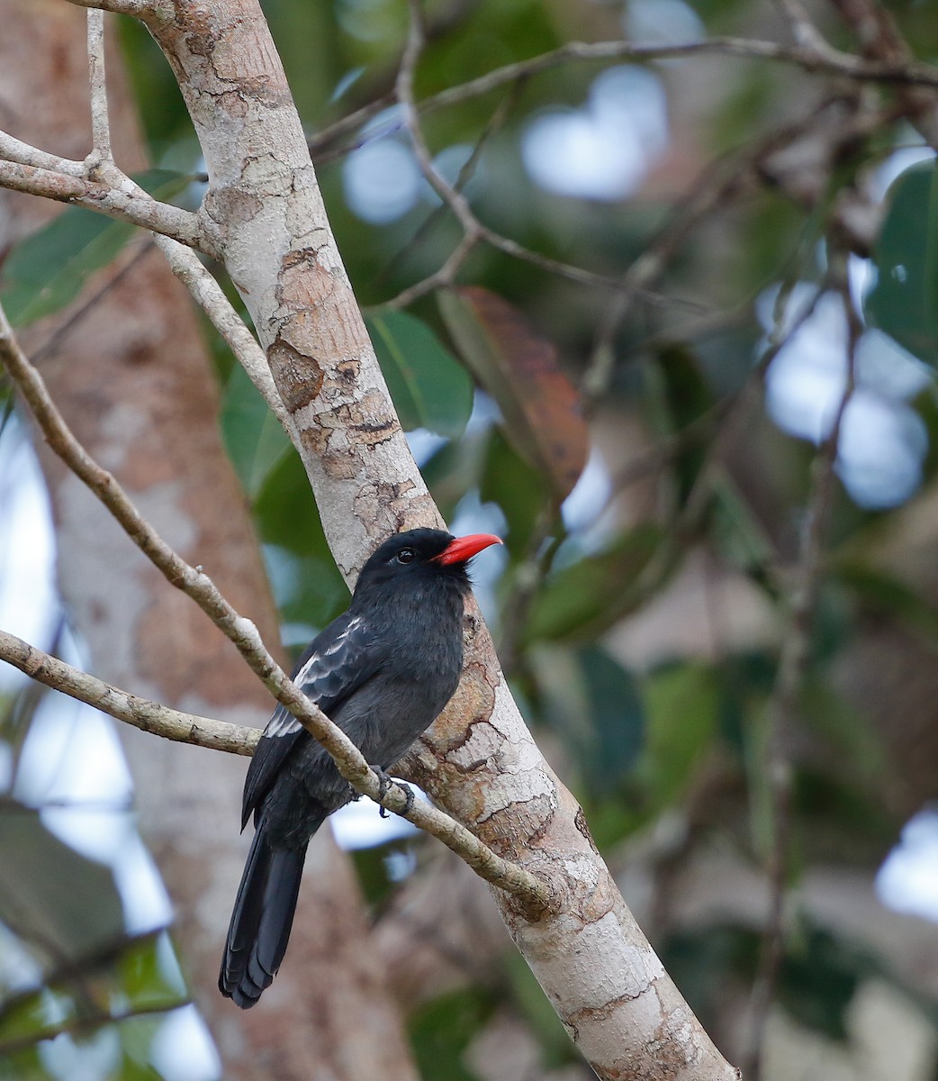 Black Nunbird - ML249696341