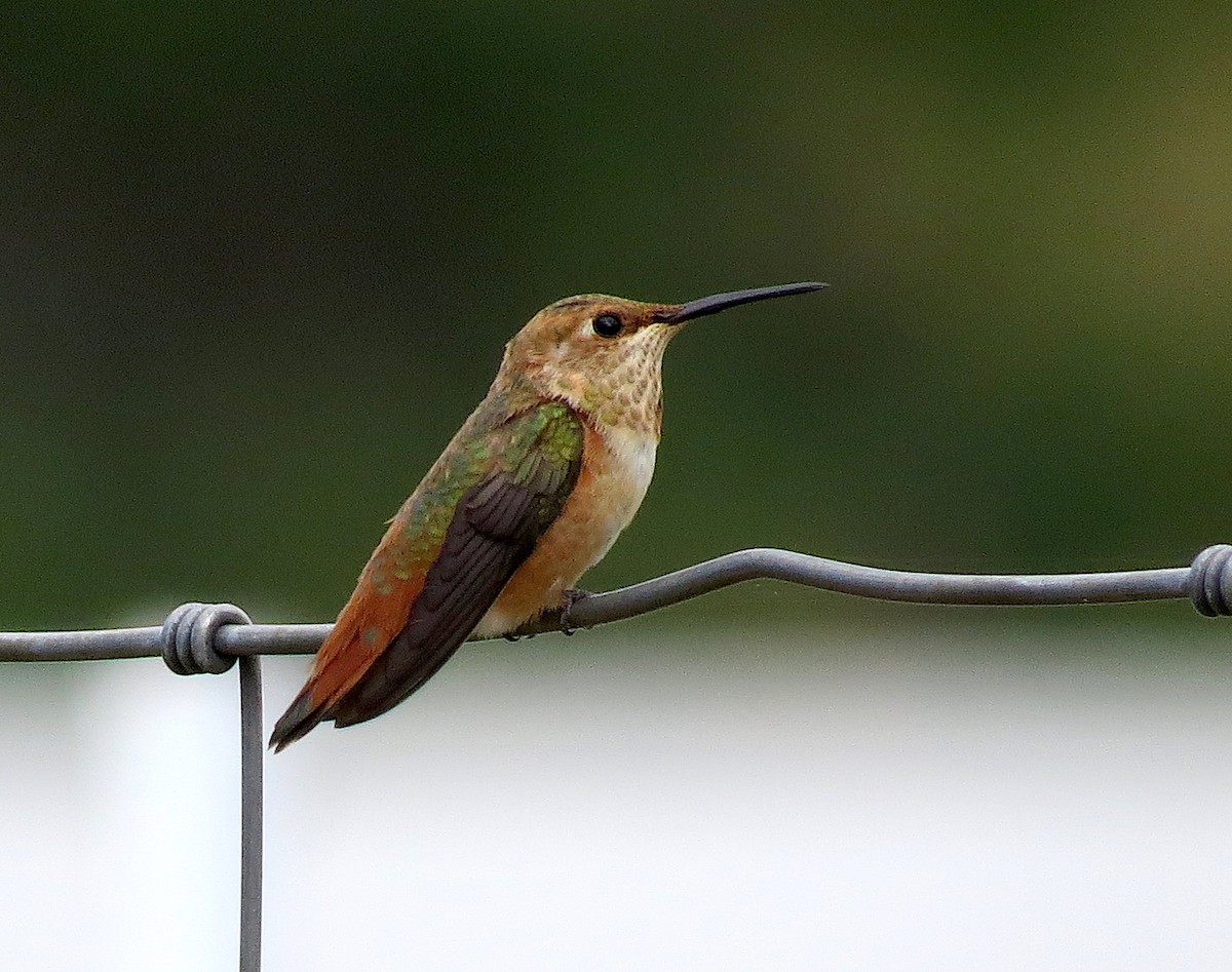 Rufous Hummingbird - ML249696601