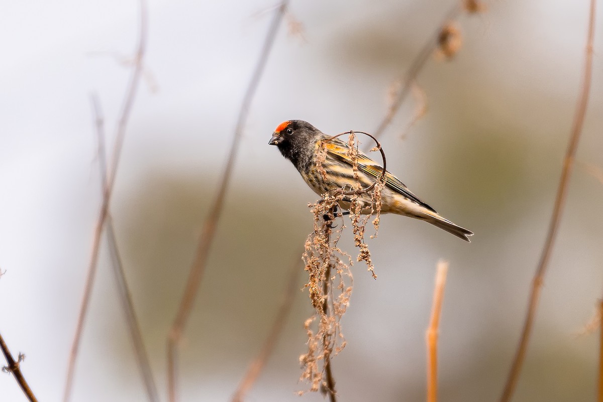 Fire-fronted Serin - Dilip C Gupta