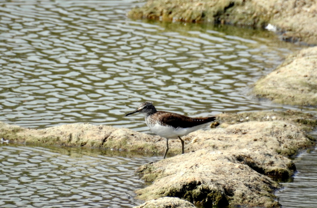 Green Sandpiper - ML249697191