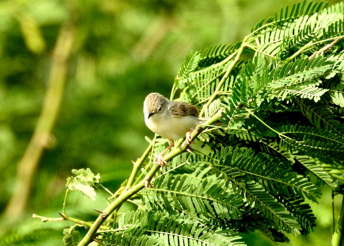 Delicate Prinia - ML249697291