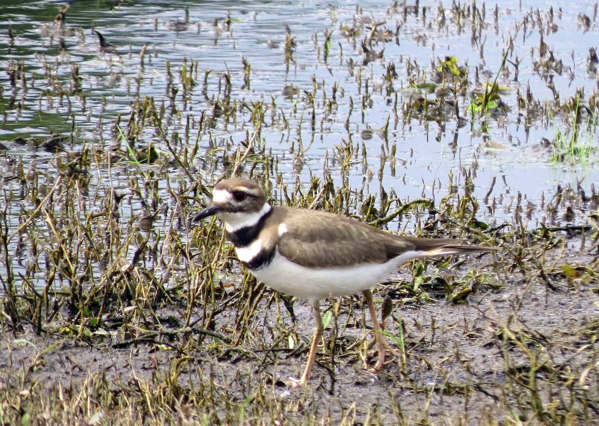 Killdeer - ML249697701