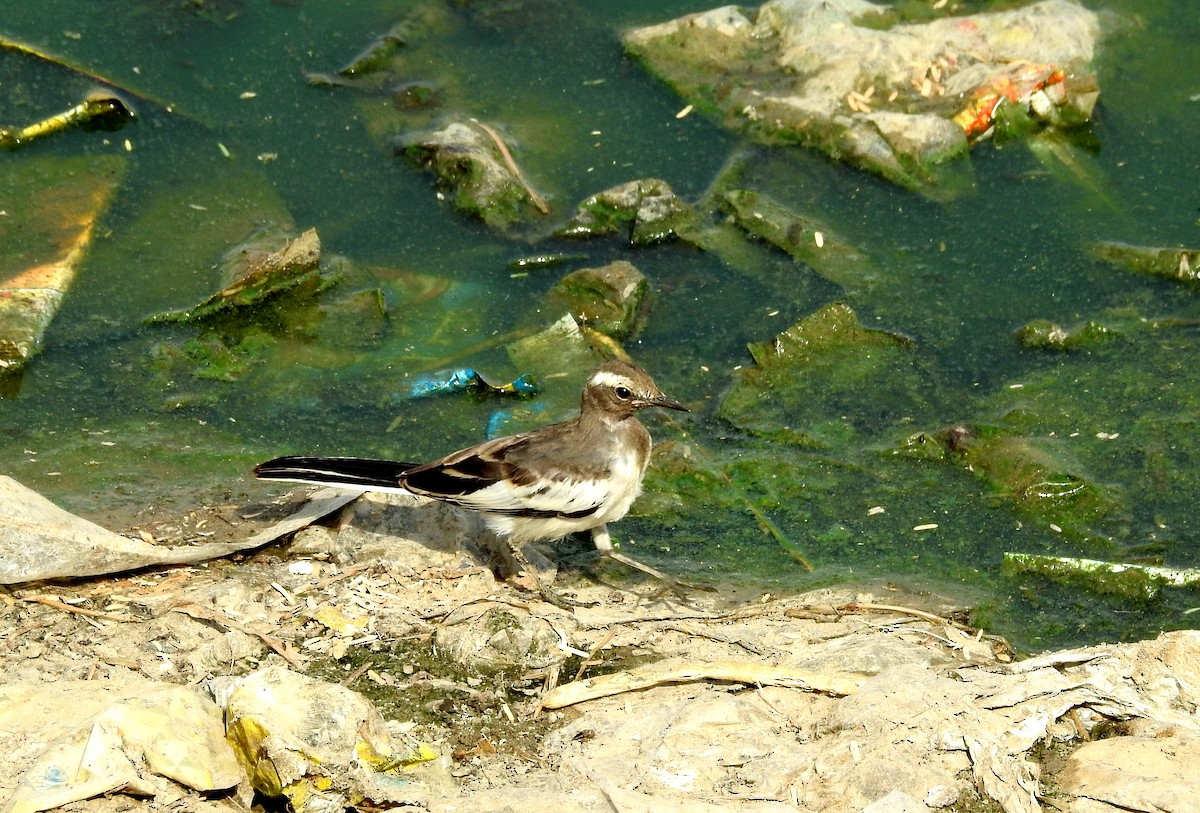 White-browed Wagtail - ML249700641