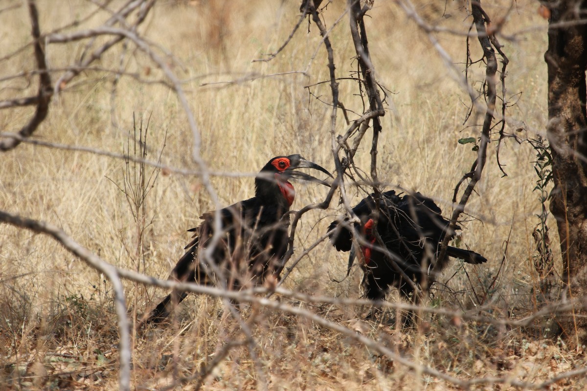 Southern Ground-Hornbill - ML249701081