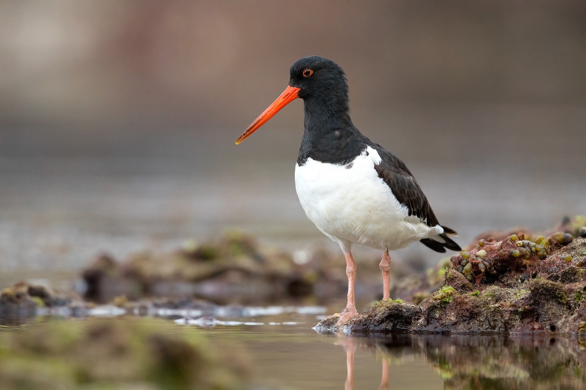 South Island Oystercatcher - ML249701501